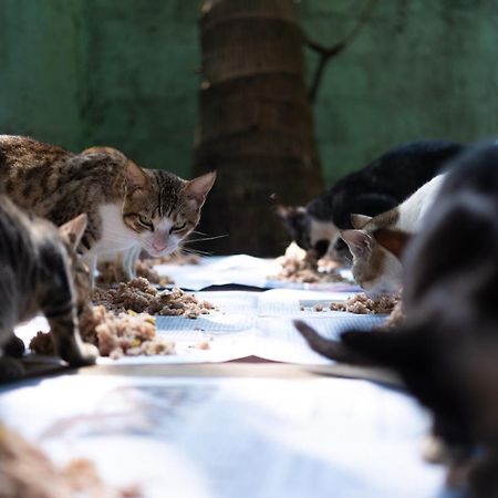 Alass Ga For Pets Lovers Trincomalee Eksteriør billede