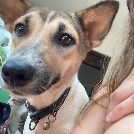 Alass Ga For Pets Lovers Trincomalee Eksteriør billede
