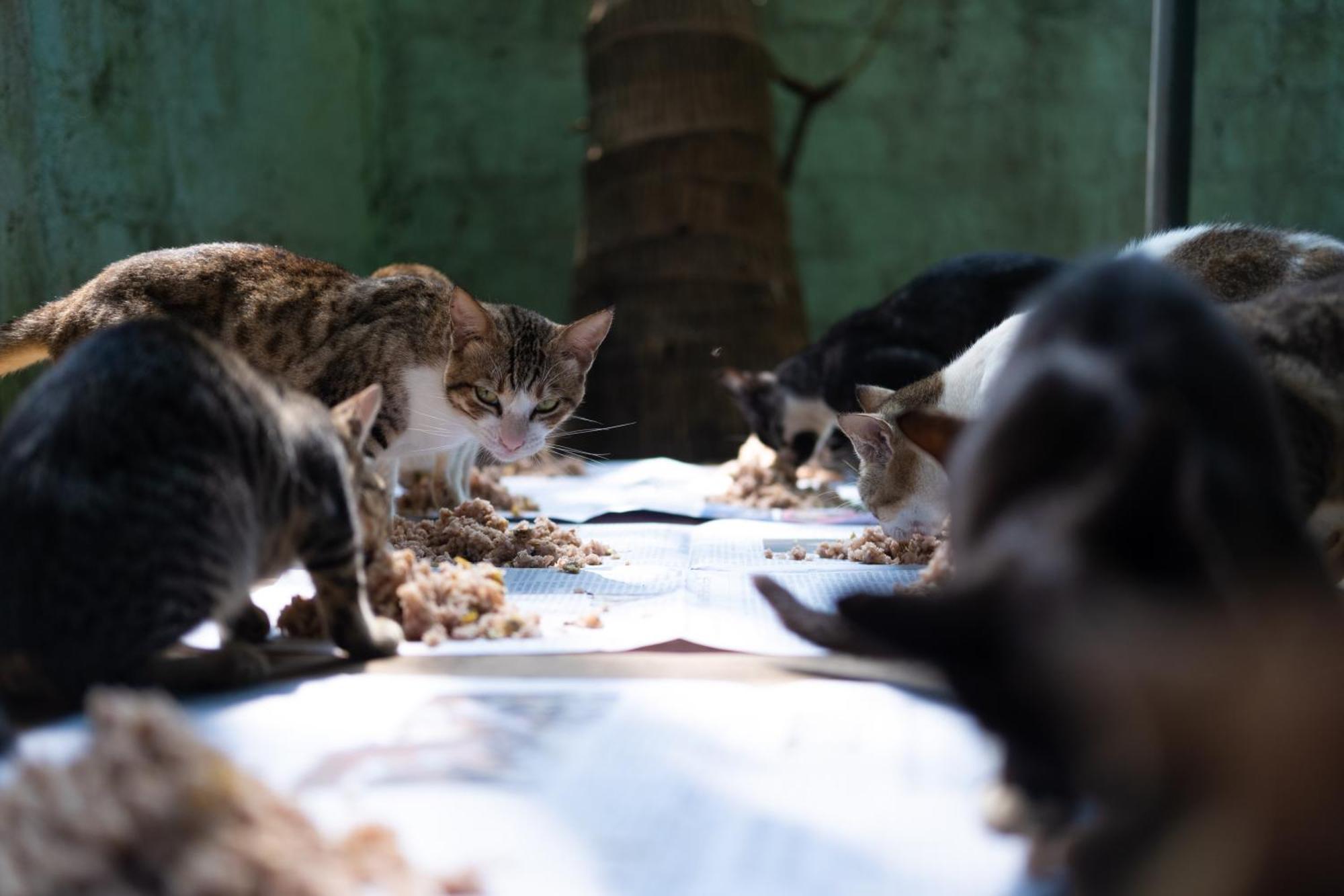 Alass Ga For Pets Lovers Trincomalee Eksteriør billede
