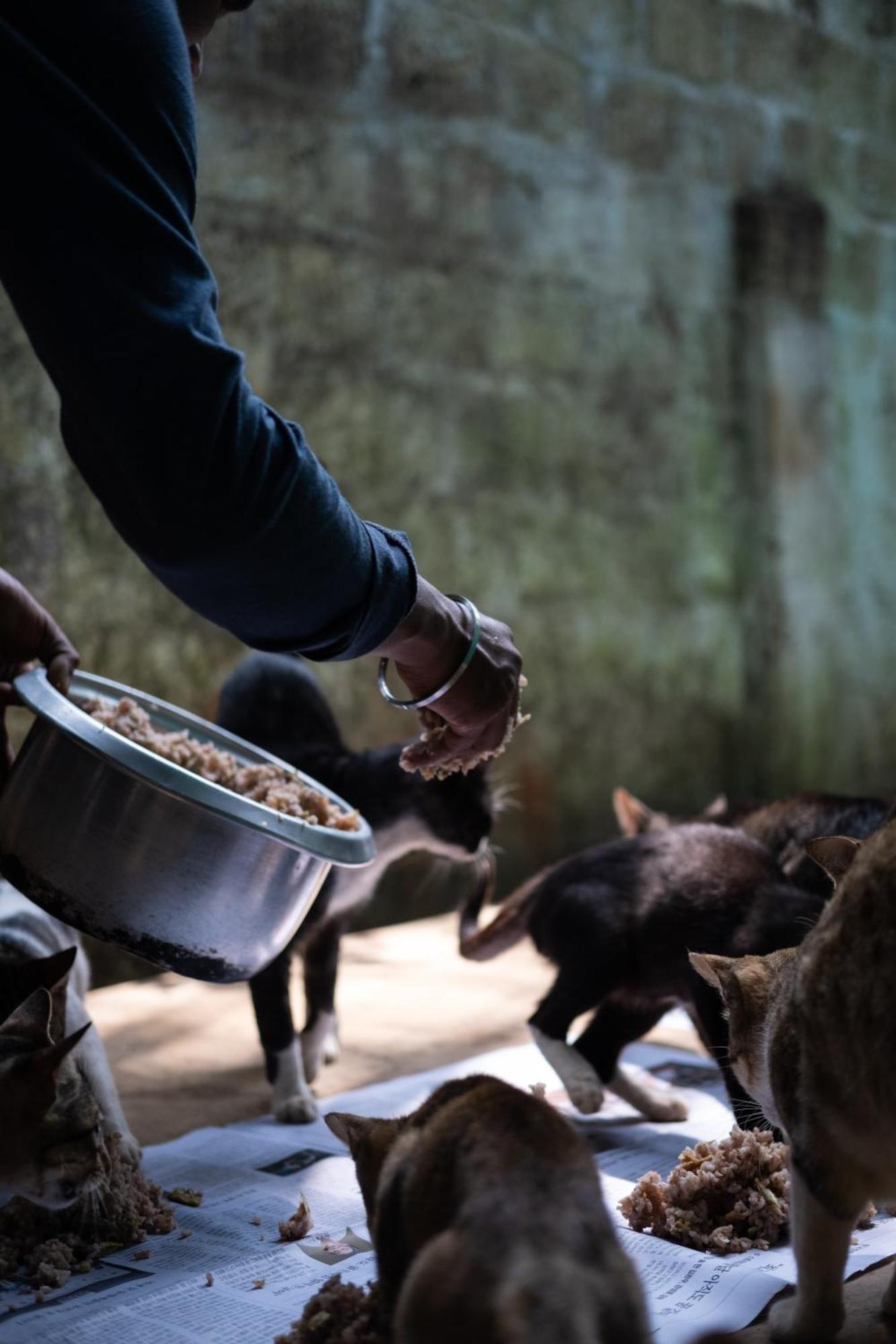 Alass Ga For Pets Lovers Trincomalee Eksteriør billede