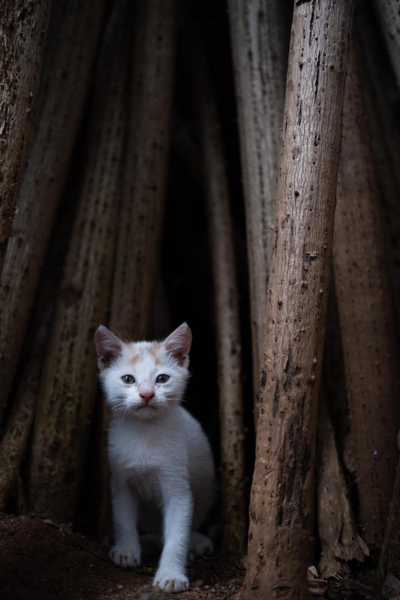Alass Ga For Pets Lovers Trincomalee Eksteriør billede