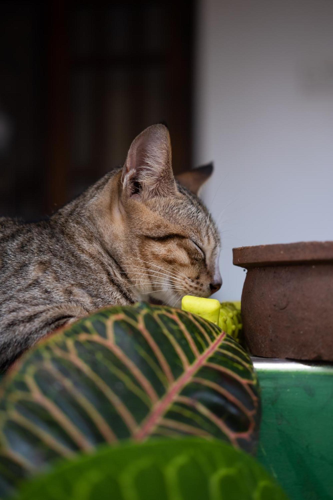 Alass Ga For Pets Lovers Trincomalee Eksteriør billede