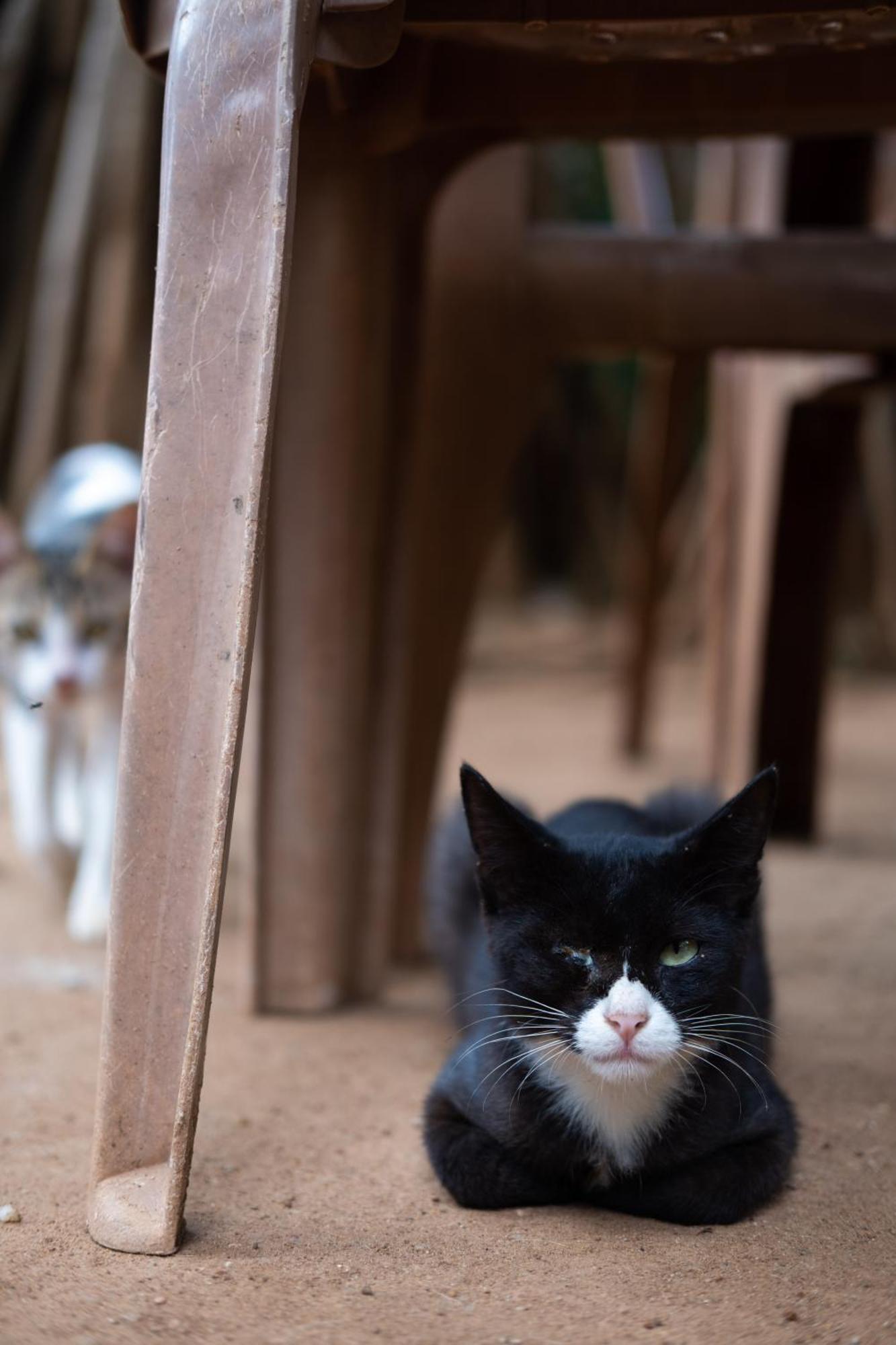 Alass Ga For Pets Lovers Trincomalee Eksteriør billede