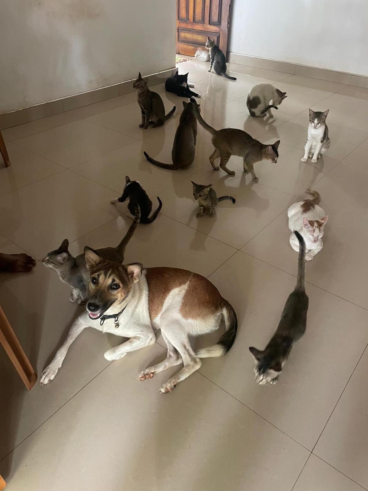 Alass Ga For Pets Lovers Trincomalee Eksteriør billede