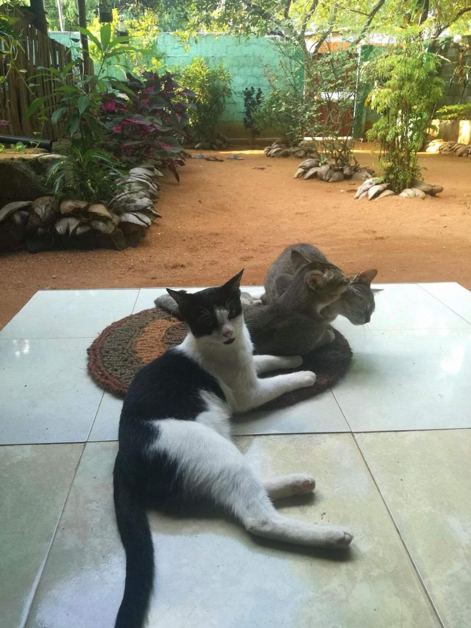 Alass Ga For Pets Lovers Trincomalee Eksteriør billede